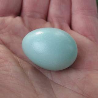 starling egg