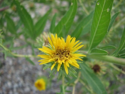 Curly-top Gumweed (Grindelia squarrosa)