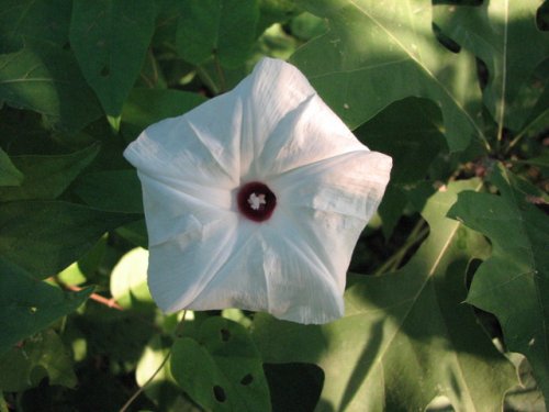 Bigroot morning glory (Ipomoea pandurata)