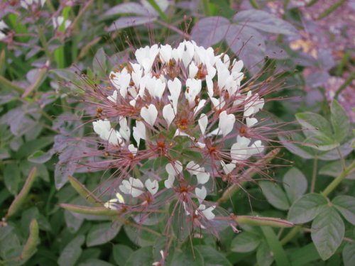 Clammy-weed (Polanisia dodecandra)