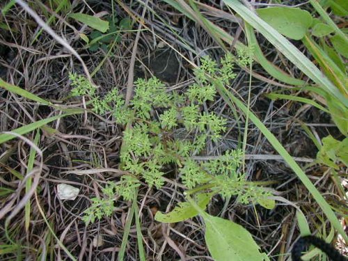 Hairy Forked Nailwort (Paronychia fastigiata)