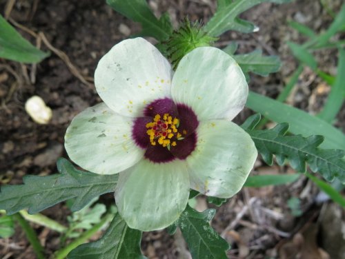 Flower of the Hour (Hibiscus trionum)