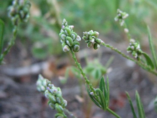 Whorled Milkwort (Polygala verticillata)