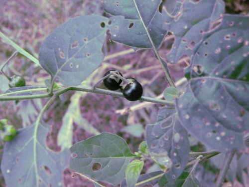 Black Nightshade (Solanum ptycanthum)