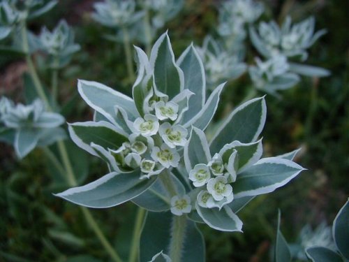 Snow on the Mountain (Euphorbia marginata)