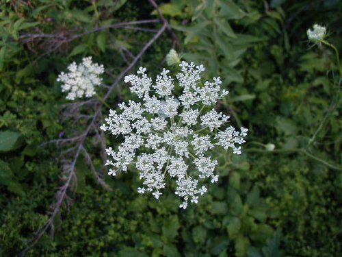 Wild Carrot (Daucus carota)