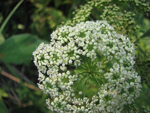 Water Hemlock (Cicuta maculata)