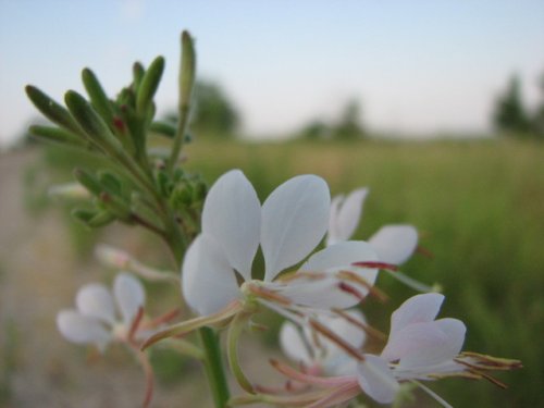 Longflower Beeblossom (Gaura longiflora)