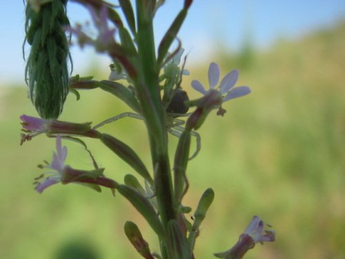 Smallflower Beeblossom (Gaura parviflora)