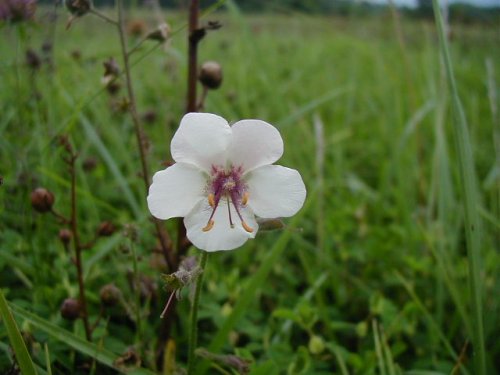 Moth Mullein (Verbascum blattaria)