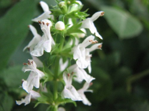 Slenderleaf Betony (Stachys tenuifolia)