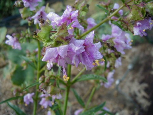 White Four-O'clock (Mirabilis albida)