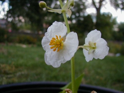 Broad Leaf Arrowhead (Sagittaria latifolia)