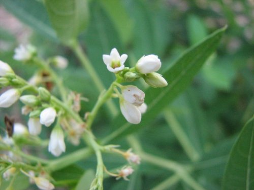 Hemp Dogbane (Apocynum cannabinum)