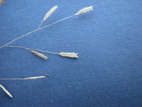 Purple Lovegrass (Eragrostis spectabilis)