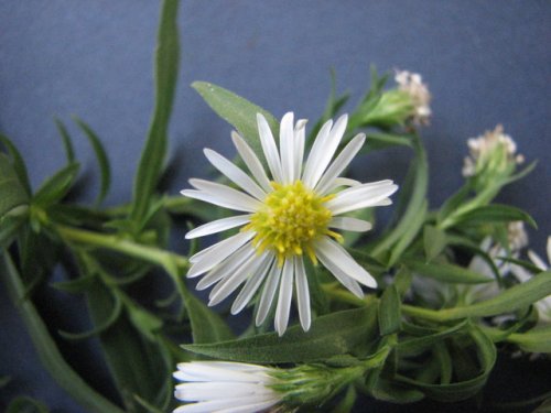 Lanceleaf Aster (Aster lanceolatus)