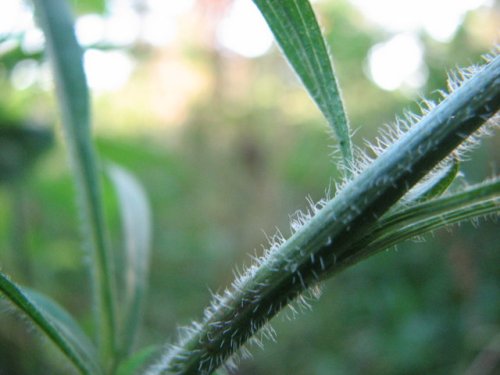 Hairy Aster (Aster pilosus)