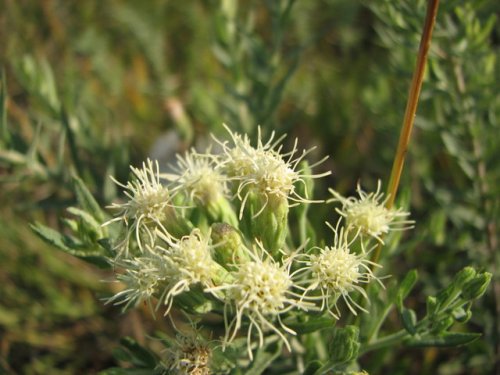 False Boneset (Kuhnia eupatorioides)