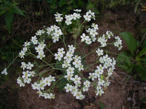 Flowering Spurge (Euphorbia corollata)