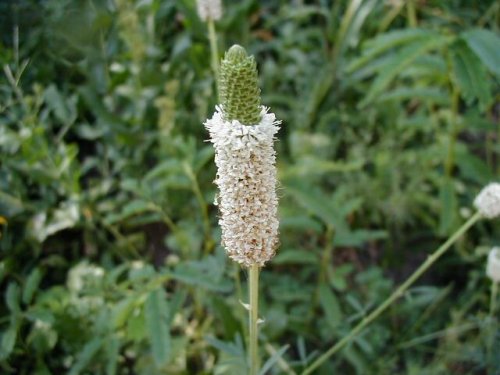 white prairie clover (Dalea candida)