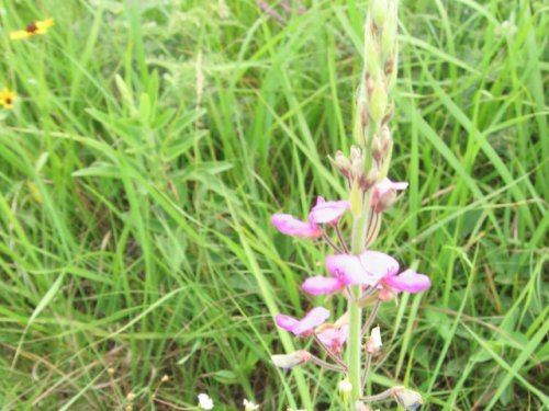 Illinois Ticktrefoil (Desmodium illinoense)