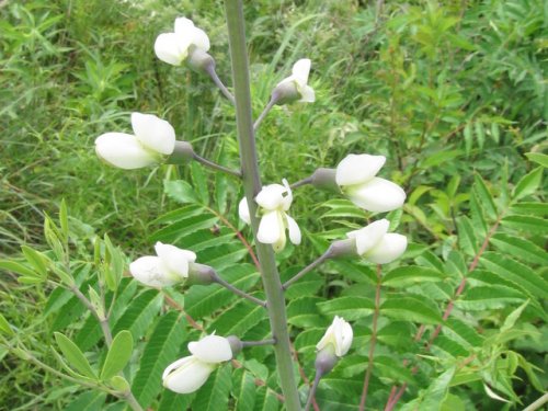 White Wild Indigo (Baptisia alba)