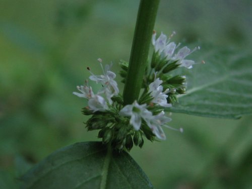 Field Mint (Mentha arvensis)