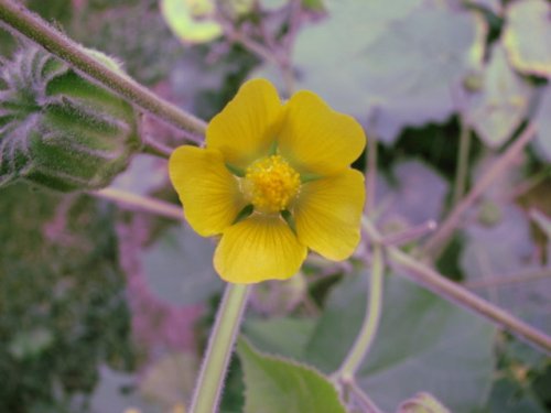 Velvet-leaf (Abutilon theophrasti)