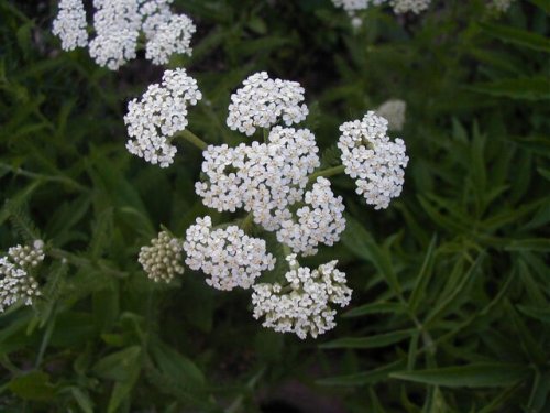 Western Yarrow (Achillea millefolium)