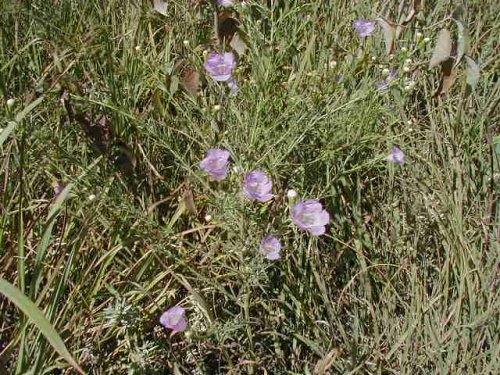 Tall False Foxglove (Agalinis aspera)