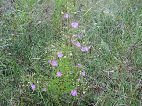 Slenderleaf False Foxglove (Agalinis tenuifolia)