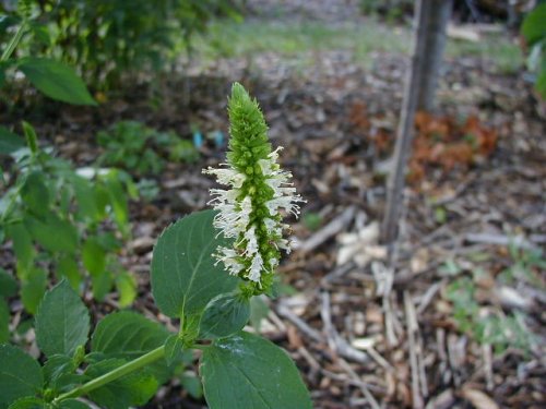 Yellow Giant Hyssop (Agastache nepetoides)