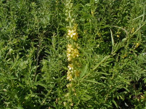 Smallflower Agrimony (Agrimonia parviflora)