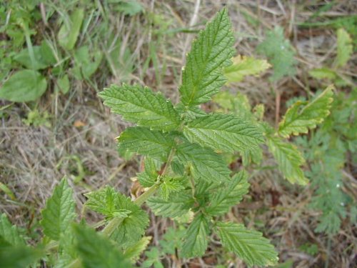 Downy Agrimony (Agrimonia pubescens)