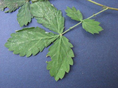 Woodland Agrimony (Agrimonia rostellata)