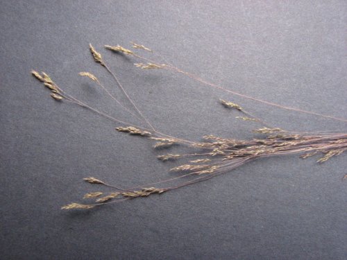 Winter Bent Grass (Agrostis hyemalis)