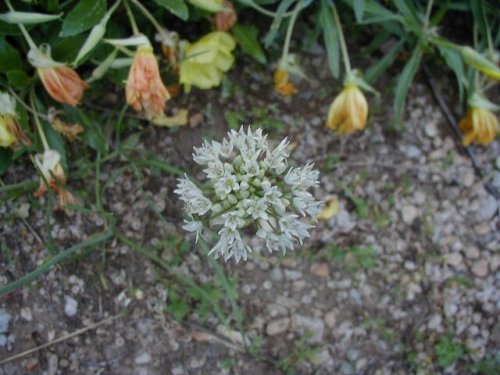 Canada Onion (Allium canadense)