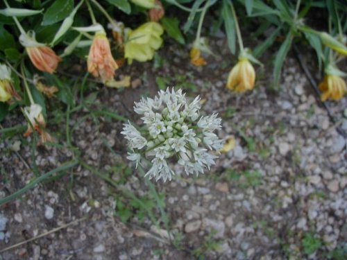 Canada Onion (Allium canadense)