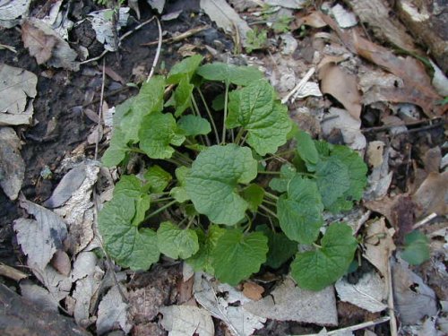 Garlic Mustard (Alliaria petiolata)