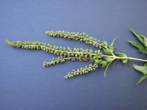 Giant Ragweed (Ambrosia trifida)