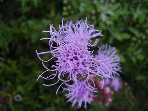 Button Gayfeather (Liatris aspera)