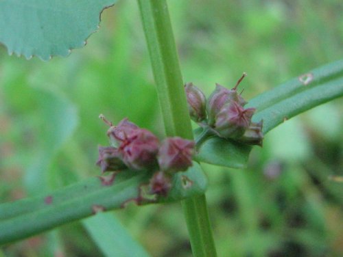 Purple Toothcup (Ammannia coccinea)