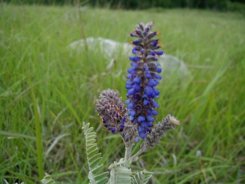 Lead Plant (Amorpha canescens)