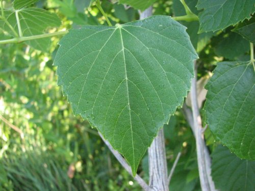 Raccoon Grape (Ampelopsis cordata)