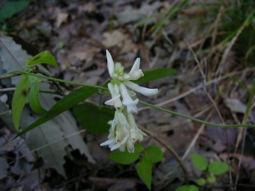 Hog Peanut (Amphicarpaea bracteata)