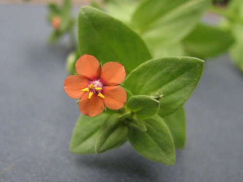 Scarlet Pimpernel (Anagallis arvensis)