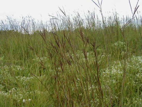 Big Bluestem (Andropogon gerardii)