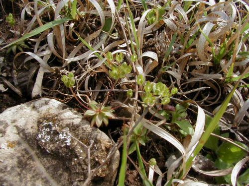 Rock Jasmine (Androsace occidentalis)