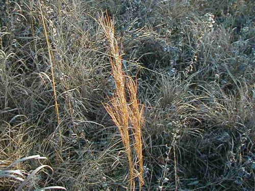 Broomsedge Bluestem (Andropogon virginicus)