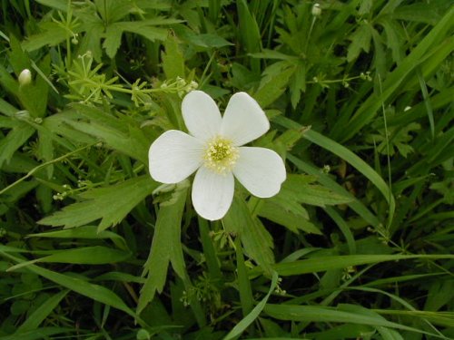 Canada Anemone (Anemone canadensis)